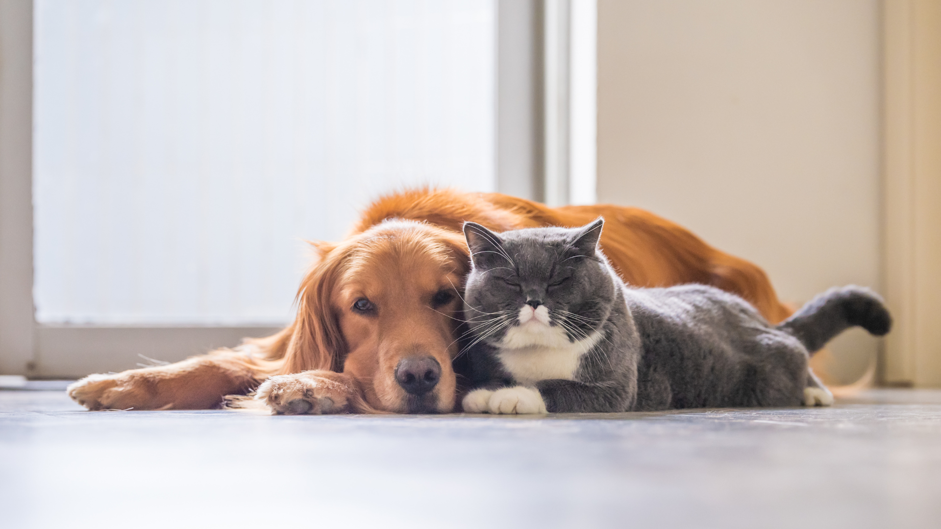 chien et chat, alarme vidéo surveillance générateur de brouillard, Somme Alarme